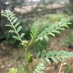 Astragalus sesameus Leaf