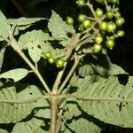 Psychotria jimenezii Leaf