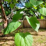 Cercis canadensisLeaf