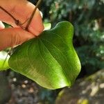 Smilax pendulinaFeuille