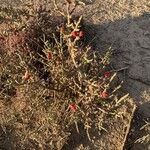 Cylindropuntia leptocaulis Leaf