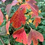 Sassafras albidum Leaf