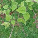 Syringa pubescens Leaf