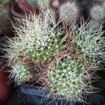 Mammillaria decipiens Foglia