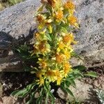 Solidago virgaureaFlower