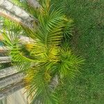 Dypsis lutescens Blad