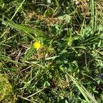 Potentilla anglicaFlower