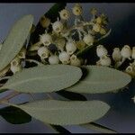 Comarostaphylis diversifolia 花