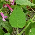 Salvia dorisiana Folha