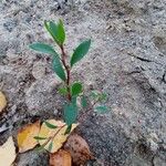 Polygonum aviculare Feuille