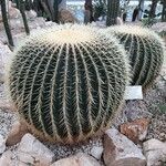 Echinocactus grusonii Агульны выгляд