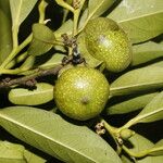 Diospyros nigra Fruto