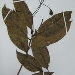 Aiouea guianensis