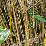 Phyllostachys aurea Bark