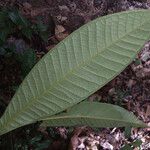 Guatteria guianensis Leaf