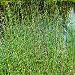 Schoenoplectus lacustris Hábito