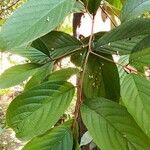 Styrax chinensis