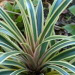 Ananas comosus List