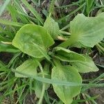 Plantago rugelii Folha