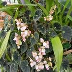 Begonia bowerae Kukka
