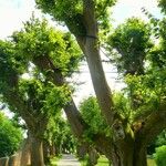 Tilia platyphyllos عادت داشتن