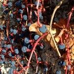 Parthenocissus quinquefolia Frucht