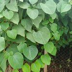 Adenia cissampeloides Leaf