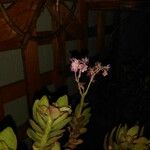 Kalanchoe blossfeldianaFlower