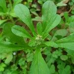 Gamochaeta pensylvanica Leaf