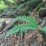 Polystichum aculeatum Blad