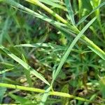 Trifolium angustifolium Likasa