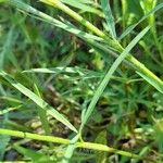 Trifolium angustifolium Leaf