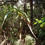 Cordyline mauritiana Συνήθη χαρακτηριστικά