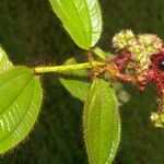 Miconia lacera Blad