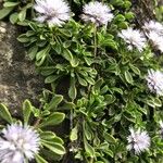 Globularia repens Feuille