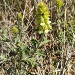 Sideritis fruticulosa Plante entière