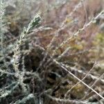 Artemisia herba-alba Other