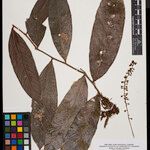 Hirtella mucronata Лист