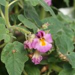 Proboscidea triloba Цветок