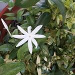 Jasminum multipartitum Flor