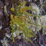 Psilotum nudum Leaf