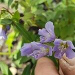 Polemonium foliosissimum Fiore