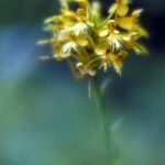 Platanthera ciliaris 花