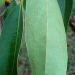 Byrsonima spicata Blad