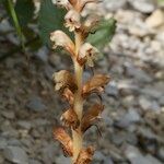 Orobanche reticulata Plod