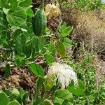 Capparis cartilaginea Flor