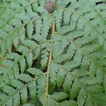 Polystichum ammifolium Frunză