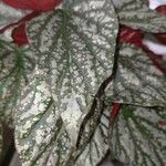 Begonia maculata Leaf