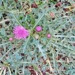 Cirsium acaulon 形態