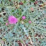 Cirsium acaule Pokrój